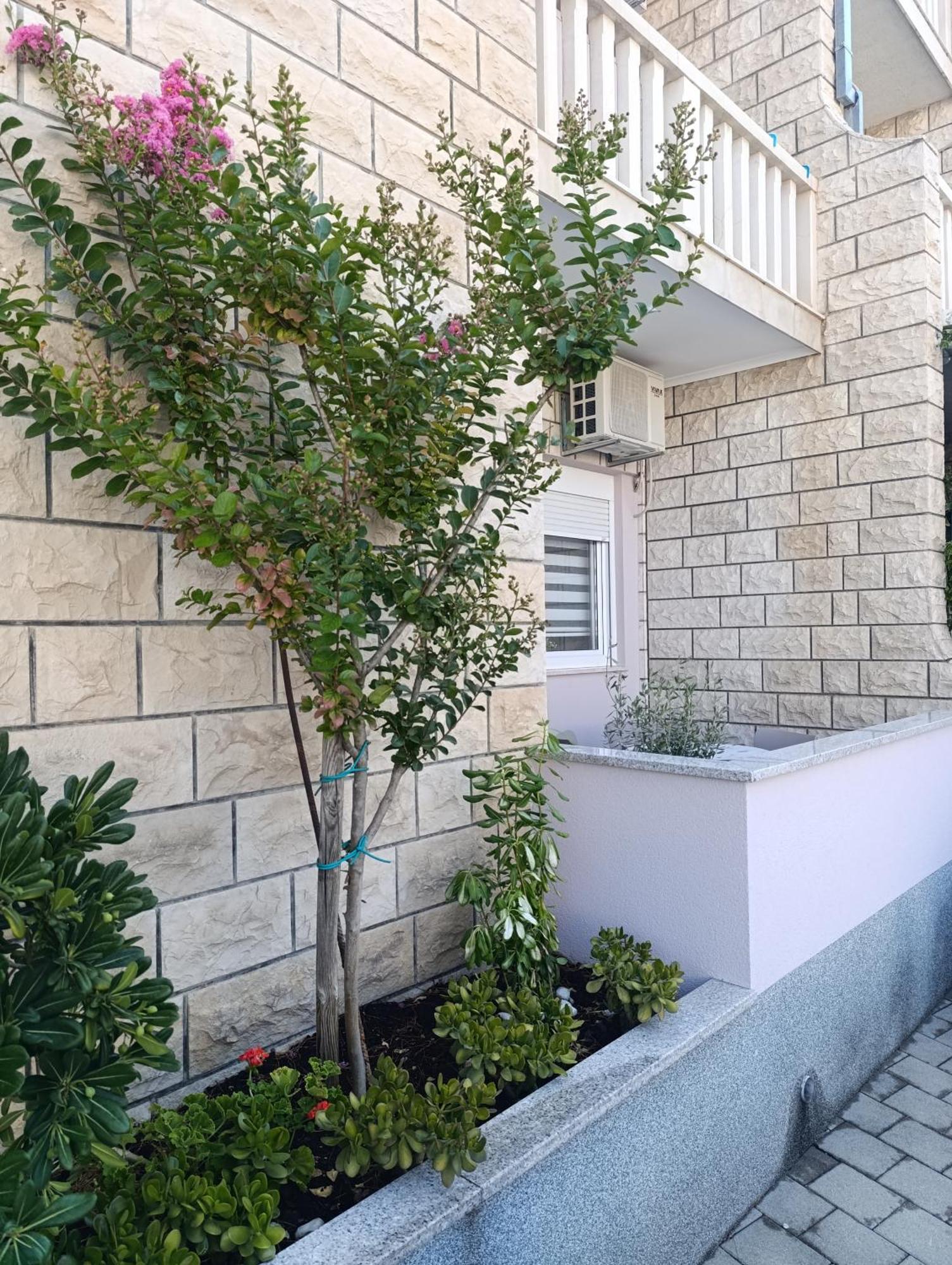 Olea * Makarska